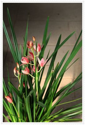 箭兰(韩国小姐)