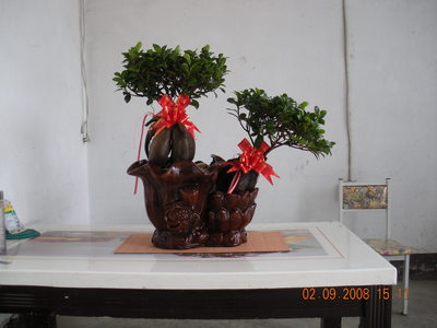 双头榕树荷叶盆景