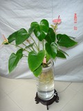 水培红掌