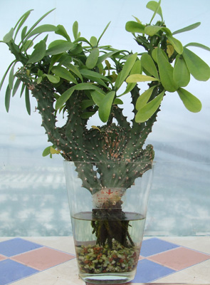 水培麒麟掌