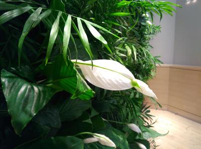 高清植物墙大图 (19)