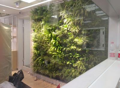 高清植物墙大图 (23)